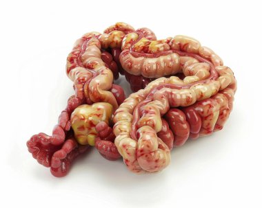 A detailed anatomical model of the human intestines, showcasing the coloration and structure. clipart