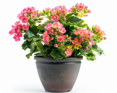 A vibrant potted plant with bright pink flowers and lush green leaves, bringing color and life to any space. clipart