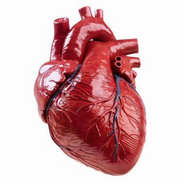 A detailed anatomical model of a human heart, showcasing its intricate structure and vibrant red color. clipart