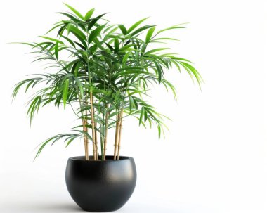 Green bamboo plant in a modern black pot, adding a touch of nature to any space. clipart