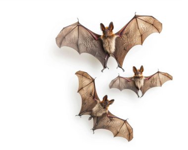 Three bats in flight showcasing their intricate wing structures and expressive features on a white background. clipart