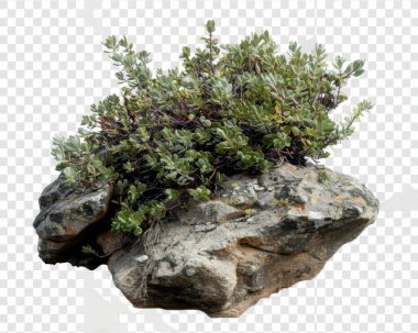 A lush green plant thrives atop a natural rock formation, showcasing resilience and beauty.