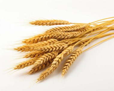 A beautiful arrangement of golden wheat stalks on a white background, symbolizing harvest and abundance. clipart