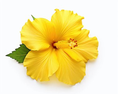 Bright yellow hibiscus flower with green leaves, symbolizing beauty and warmth. clipart