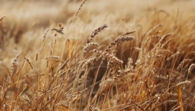 Golden wheat field swaying gently in the breeze under warm sunlight. clipart