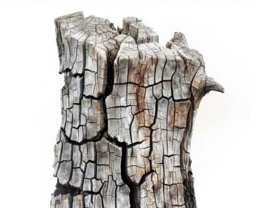 Close-up of a weathered tree stump, showcasing intricate cracks and textures, set against a white background. clipart