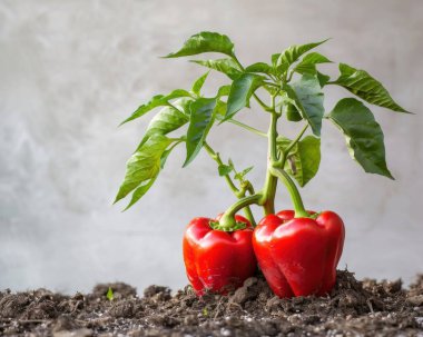 Canlı yeşil yaprakları olan zengin topraktan yetişen taze kırmızı çan biberi bitkisi organik bahçeciliğin güzelliğini gözler önüne seriyor..