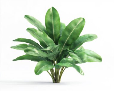 Lush green tropical plant with large, glossy leaves against a clean, white background. clipart