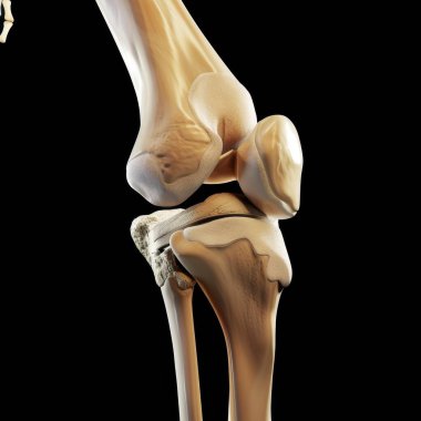 Detailed 3D rendering of a human knee joint showcasing its anatomical features and structure. clipart