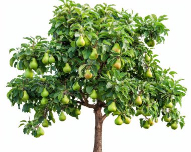 A lush green pear tree abundant with ripe, hanging pears, showcasing nature's bounty and vibrant foliage. clipart