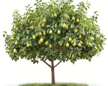 Lush pear tree adorned with green and yellow pears, showcasing vibrant foliage against a bright background. clipart