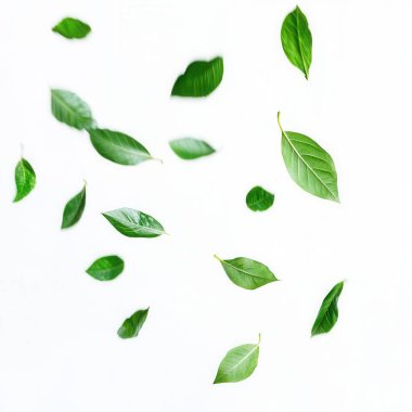 green leaves on white background clipart