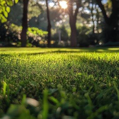 Parkta yeşil çimenler