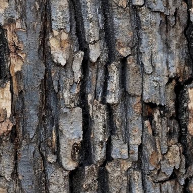 Arkaplan için ağaç dokusunu kapat. yüksek kaliteli fotoğraf