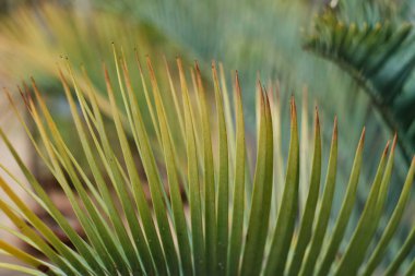 Close-up of vibrant green palm leaves in a tropical setting. clipart