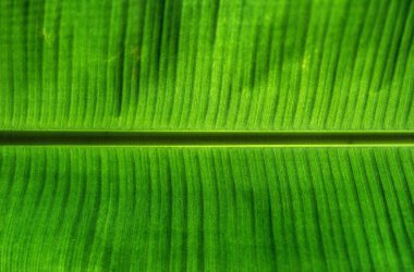 Close-up of a vibrant green banana leaf texture. clipart