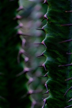 Close-up of a vibrant green cactus with sharp thorns. clipart