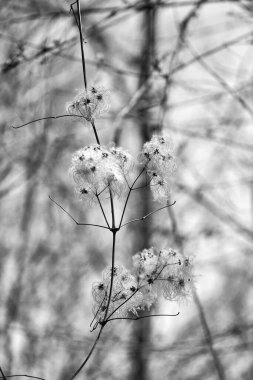 Delicate white blossoms on a branch in soft focus, evoking tranquility in a monochrome setting. clipart