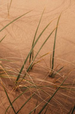 Close-up of green grass blades contrasting with sandy soil. clipart