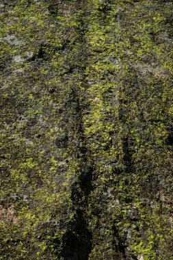 Lush green moss covering textured rocky surface. clipart