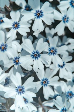 Delicate white flowers with blue centers, creating a serene and peaceful garden scene. clipart