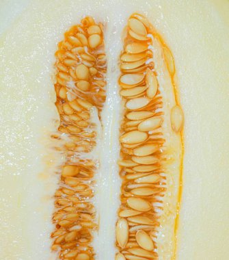 Close-up of melon seeds in a fresh, ripe melon. clipart