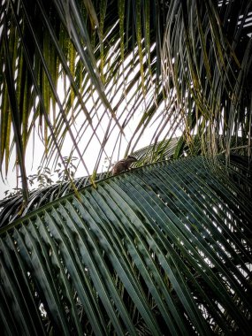 A small brown monkey perched on a lush palm leaf. clipart