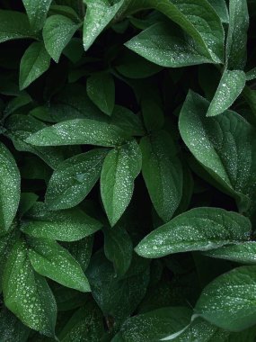 Lush green leaves adorned with morning dew. clipart