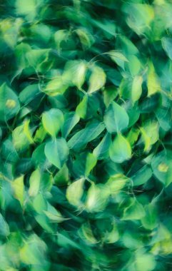 Vibrant green leaves in motion create an abstract, dreamy effect. clipart