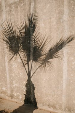 A delicate palm shadow against a textured wall clipart