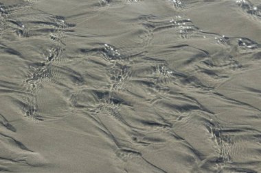 Abstract texture of gently rippled sand under clear water. clipart