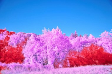 Vibrant surreal landscape with purple and red trees against a bright blue sky. clipart