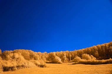 Vibrant landscape with surreal orange trees against a deep blue sky. clipart