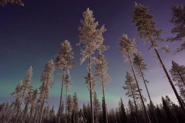 Tall evergreen trees under a starry sky with the Northern Lights glowing above. clipart