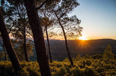 Sunset over a serene forest landscape with sun rays filtering through pine trees. clipart