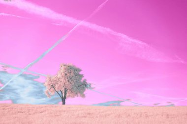 Lonely tree under a surreal pink sky, creating a dreamlike atmosphere. clipart