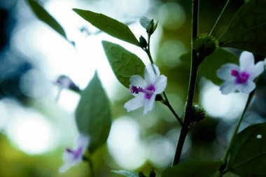 Delicate white flowers with purple accents surrounded by lush green leaves. clipart