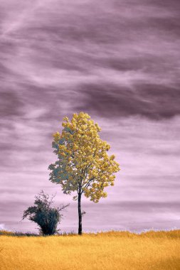 A solitary tree stands out in vibrant yellow against a moody purple sky.