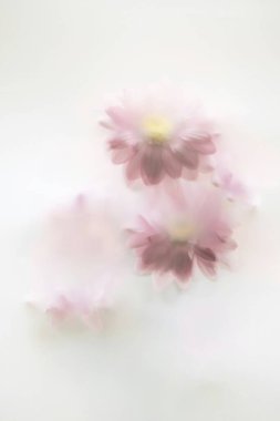 Soft pink flowers gently blurred against a light backdrop. clipart