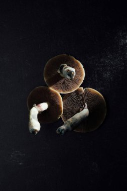 Three fresh mushrooms with dark, rich gills on a textured black background. clipart