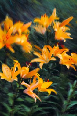 Vibrant yellow lilies in a blurred garden setting. clipart