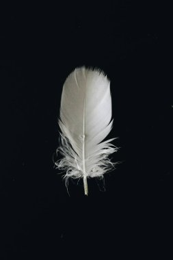 A delicate white feather on a dark background, showcasing its soft texture. clipart