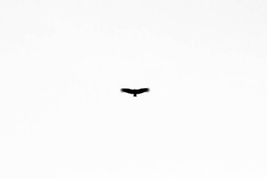 A silhouette of a soaring bird of prey against a bright white sky. clipart