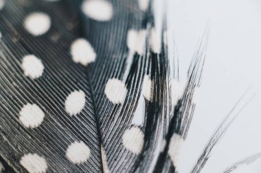 Close-up of a patterned feather showcasing intricate details and textures. clipart