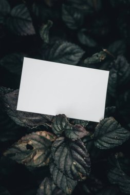 Blank card on dark green leaves, creating a serene and minimalistic aesthetic. clipart