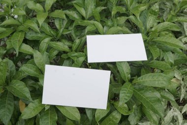 Two blank cards resting on lush green leaves. clipart