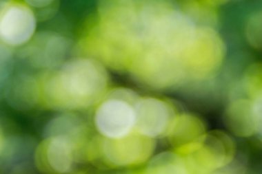 Abstract green bokeh background with soft, blurred circles of light. clipart