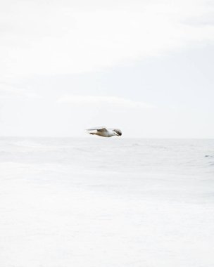 A serene seagull gliding over a tranquil ocean under a calm sky. clipart