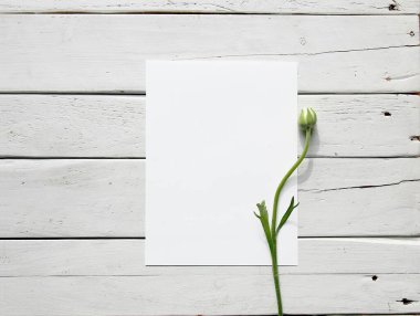 Minimalist composition of a blank paper with a single green flower bud. clipart