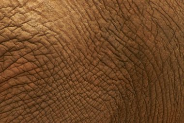 Close-up of an elephant's textured skin showing intricate patterns. clipart